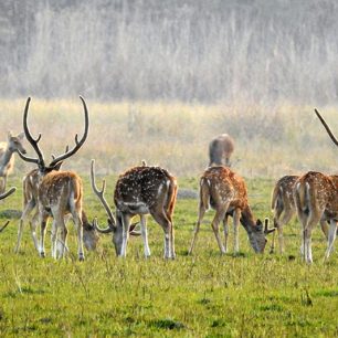 Adventure Jungle Safari $ 150