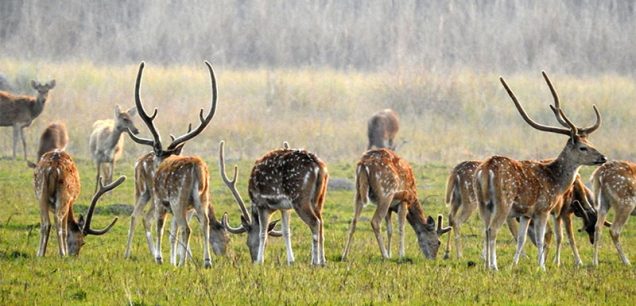 Adventure Jungle Safari $ 150